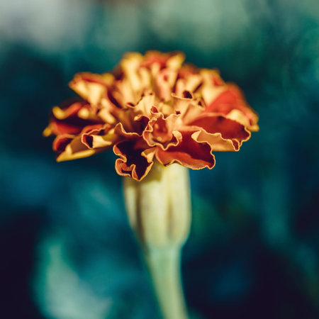 natural landscape, growing marigold flowers close-up