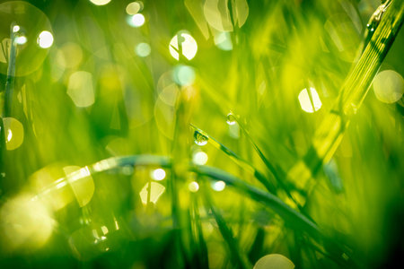 natural background, grass with dew drops closeup