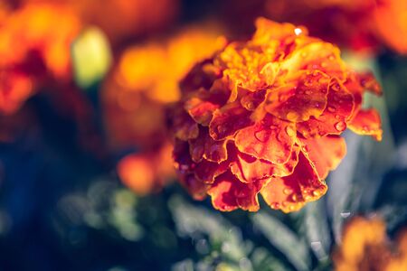 natural landscape, growing marigold flowers close-upの写真素材