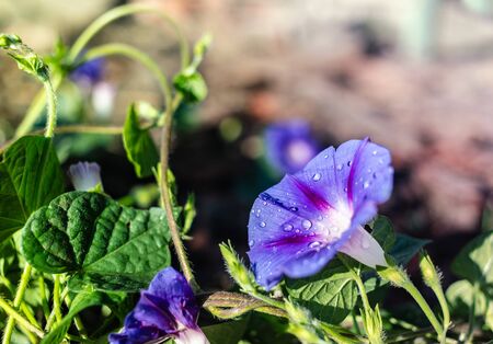 garden bindweed flower closeup with dew dropsの写真素材