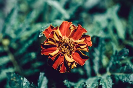 natural landscape, growing marigold flowers close-upの写真素材