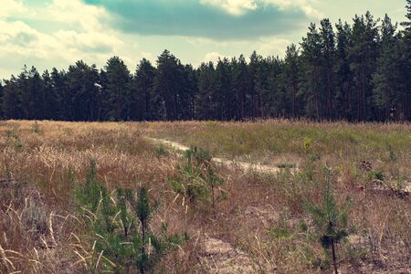 countryside landscape, pine forest on a summer dayの写真素材