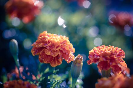 natural landscape, growing marigold flowers close-upの写真素材