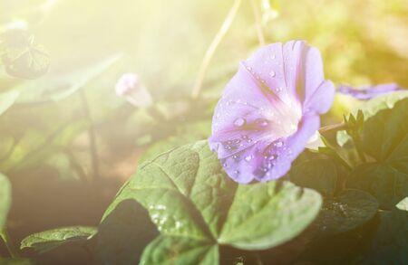 garden bindweed flower closeup with dew dropsの写真素材