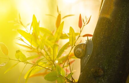 nature background, close-up snail on a tree trunkの写真素材