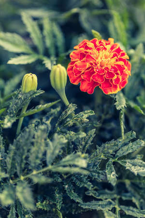 natural landscape, growing marigold flowers close-upの写真素材