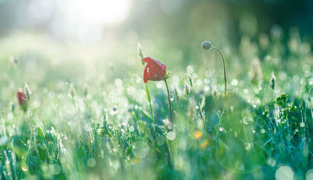 nature background, wildflowers with grass closeup outdoorの写真素材