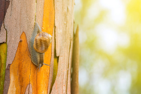 nature background, close-up snail on a tree trunk