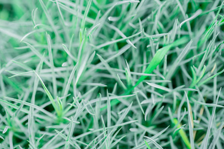 background, texture of green shoots ground cover flowers close-upの写真素材