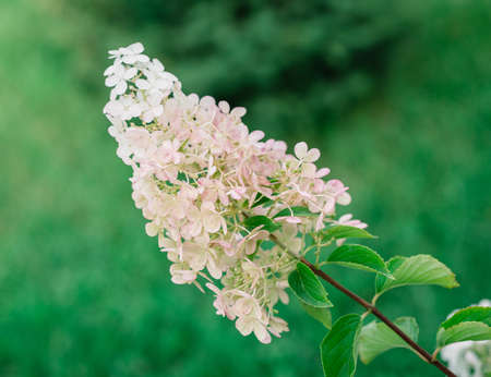 flower background, bud of panicle hydrangea closeupの写真素材