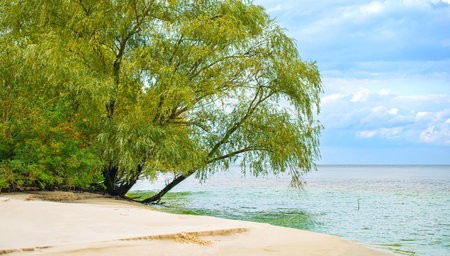 landscape, sandy beach with trees and water, coastlineの写真素材