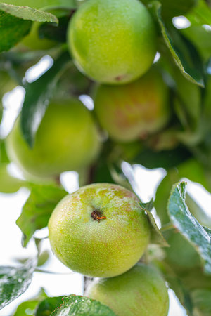 apple fruit on a branch in drops with green leaves close-upの写真素材