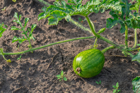 growing watermelon on a branch with leaves close-upの写真素材