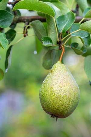 pear fruit on a branch with green leaves close-upの写真素材