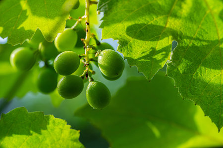 fruits of green grapes on a branch with leaves close-up