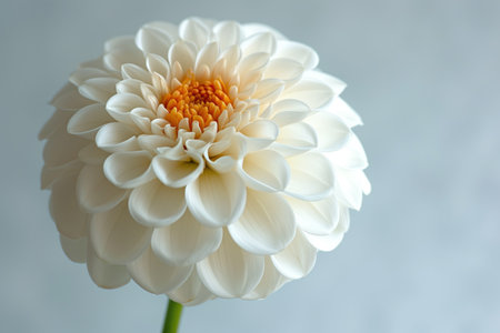dahlia flower close up, realistic illustrationの素材