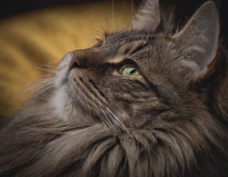 portrait of fluffy cat close-up, realistic illustrationの素材