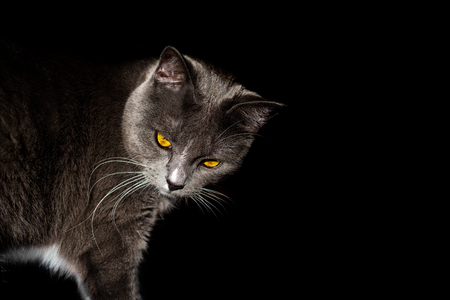 beautiful portrait of a grey cat on a black backgroundの写真素材