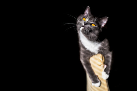 beautiful portrait of a grey cat on a black background. there is a place for text and advertisingの写真素材