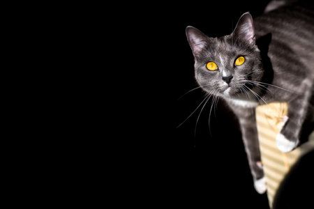 beautiful portrait of a grey cat on a black background. there is a place for text and advertisingの写真素材