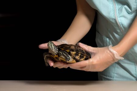 Inspection of reptiles herpetologistの写真素材