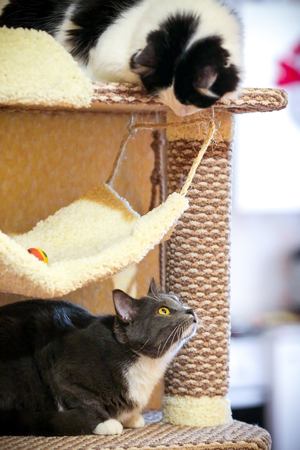 Funny black white cat sitting on the top shelf and playing with a gray cat on the bottom shelfの写真素材