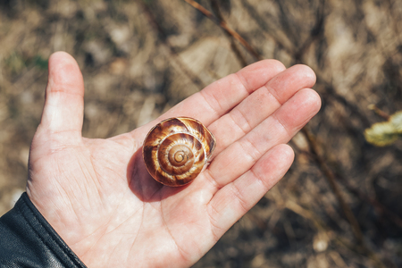 Empty snail shell in hand. Skew shells in man's hand. Colorful abandoned snail shell in boy's palm.の写真素材
