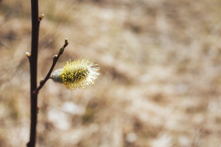 blooming Bud on the tree. Willow branches with buds. Early spring forest blooms with willow tree flowers and bumblebee. Symbol of Easter. Flowering tree in spring.の写真素材