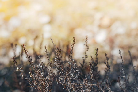 spring background with warm colors and rays of the sunの写真素材