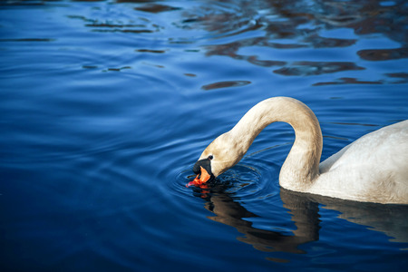 White swan in the lake with blue dark background on the sunset.の写真素材