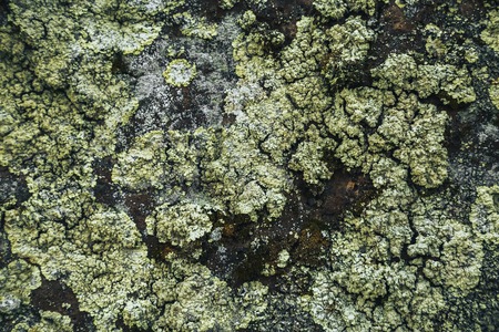 Lichen on granite stone backgroundの写真素材