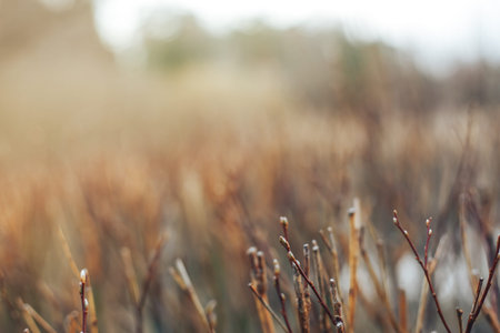Romantic blooming bush branches in spring blurry close-up background. Shallow focus. Background in pastel, warm, brown, grey tonesの写真素材