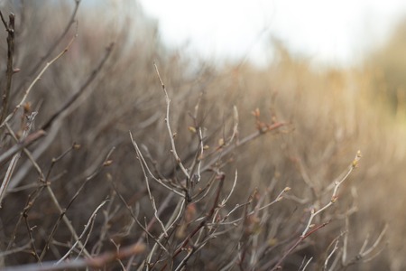 Romantic blooming bush branches in spring blurry close-up background. Shallow focus. Background in pastel, warm, brown, grey tonesの写真素材