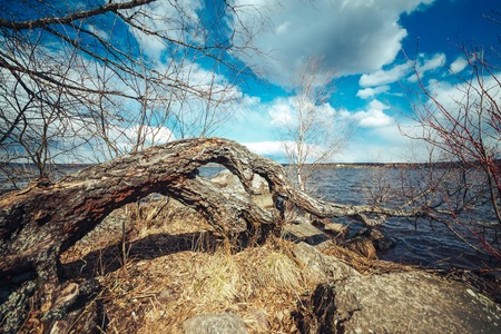 Old pine tree on the sea shoreの写真素材