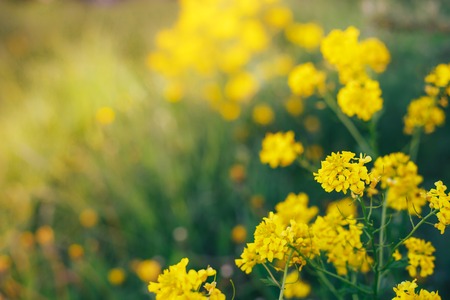 Beautiful yellow flowers on a bokeh backgroundの写真素材