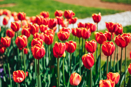 tulip flowers bright purple green red pink yellow white orange to soft focus blurの写真素材