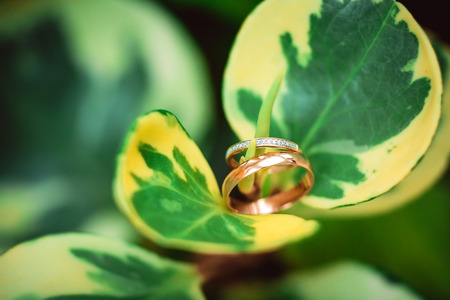 two golden wedding rings on flowers, wedding rings background conceptの写真素材
