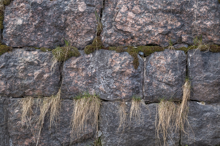 Green moss on granite backgroundの写真素材