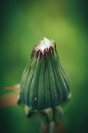 Closed Bud of a dandelion. White dandelion nature, dandelion macro wallpaperの写真素材