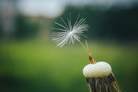 Only one fluff of a dandelion left standing to victory. The effect of natural selection. Survival of the fittest. White dandelion nature, dandelion macro wallpaperの写真素材