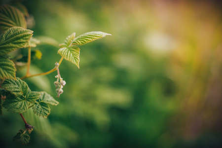 Raspberry leaves, green wallpaperの写真素材