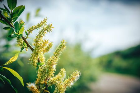 pussy willow branch in sunlightの写真素材