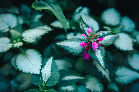 Pattern background of Solenostemon scutellarioides, Painted nettle or Flame nettleの写真素材