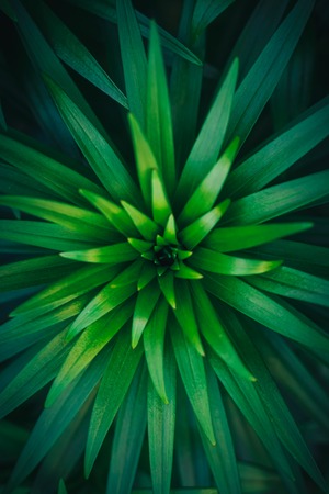 green flower. abstract geometric background, colorful and textureの写真素材