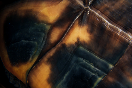 the texture of the carapace of the red-eared terrapins close upの写真素材