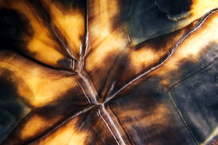 the texture of the carapace of the red-eared terrapins close up