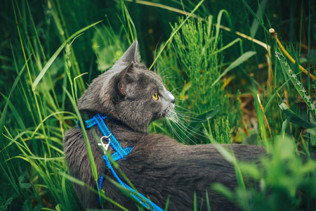 Gray pet cat with leash wandering in backyard. Young cute male cat wearing a harness go on lawn having lifted tail. Pets walking outdoor adventure on green grass in park.の写真素材