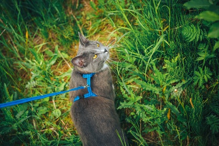 Gray pet cat with leash wandering in backyard. Young cute male cat wearing a harness go on lawn having lifted tail. Pets walking outdoor adventure on green grass in park.の写真素材
