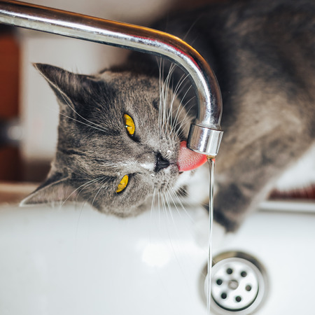 Pretty gray cat watching the water from the tapの写真素材