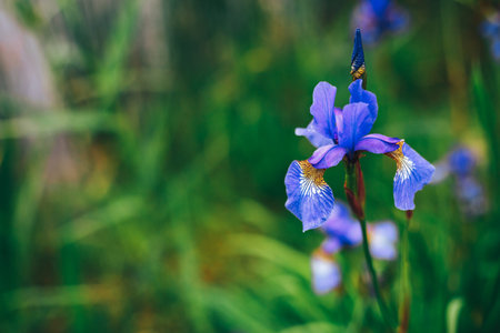 Iris flower close upの写真素材